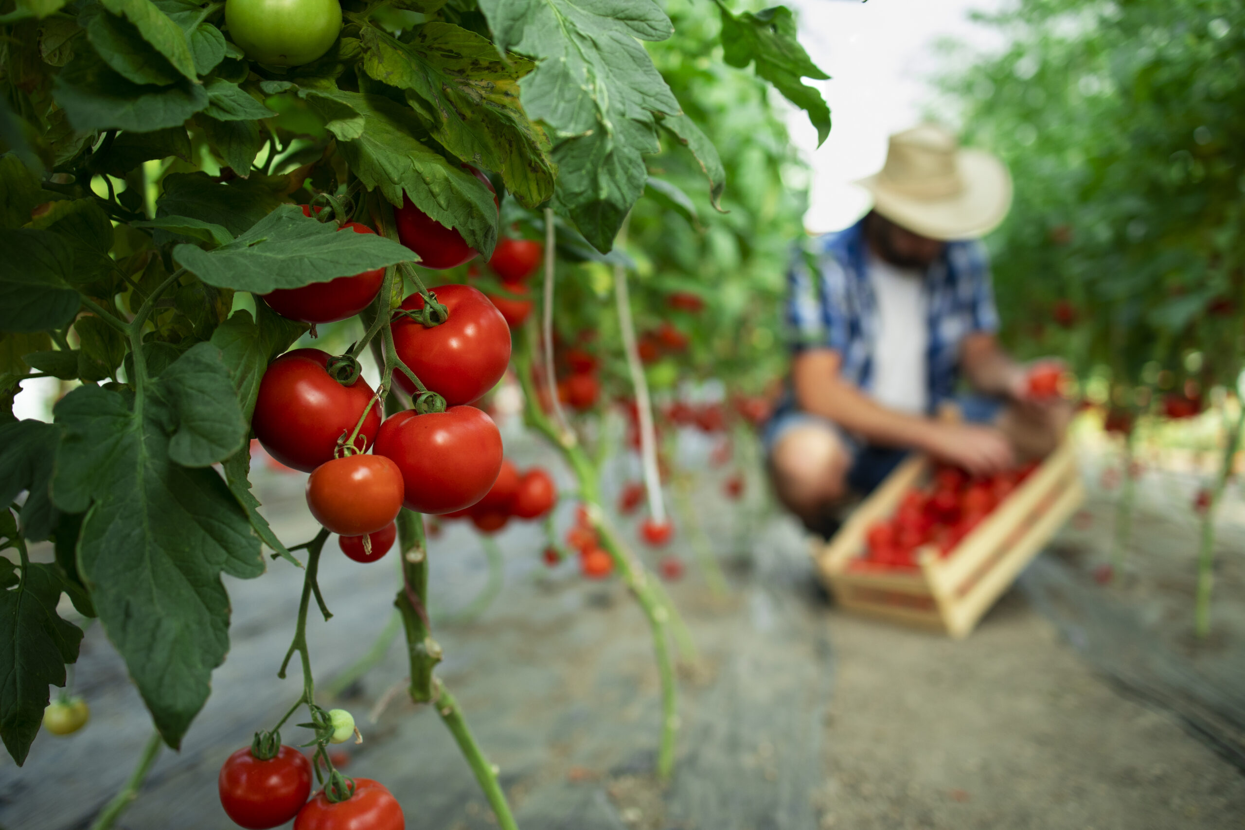 Organic Food Farm Scaled