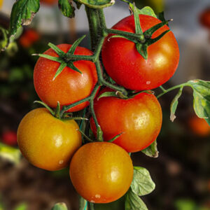 tomate 1