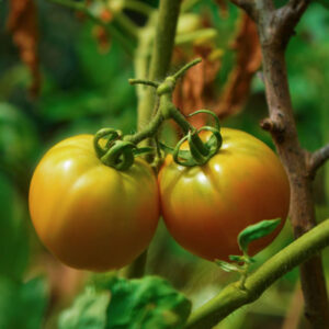 tomate 2